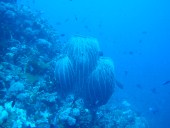 Verde Island