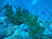 Verde Island