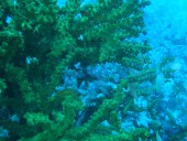 Verde Island