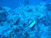 Verde Island