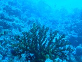 Verde Island