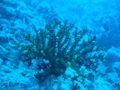 Verde Island