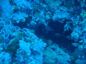 Verde Island