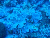 Verde Island