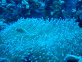 Verde Island