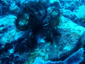 Verde Island