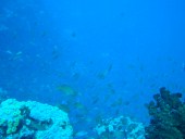 Verde Island