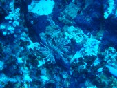 Verde Island