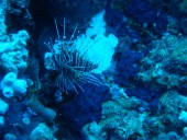 Verde Island