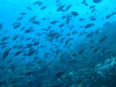 Verde Island