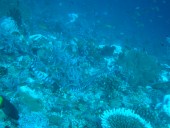 Verde Island