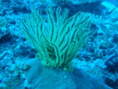 Verde Island