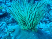Verde Island