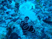 Verde Island