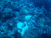 Verde Island