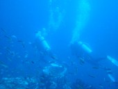 Verde Island