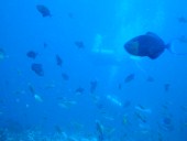 Verde Island