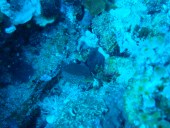 Verde Island