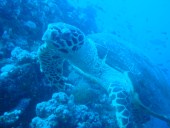 Verde Island