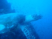 Verde Island