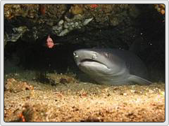 image: shark cave!